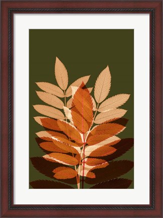 Framed Fall Leaves 4 Print