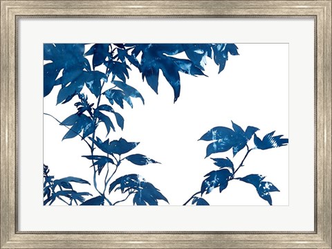 Framed Quercifolia Print