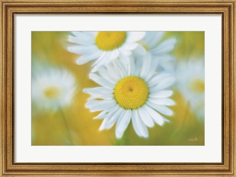 Framed Daisies Print