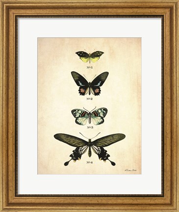 Framed Butterflies 3 Print