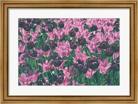 Framed Tulip Botanical Print