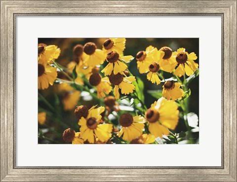 Framed Autumn Flowers II Print