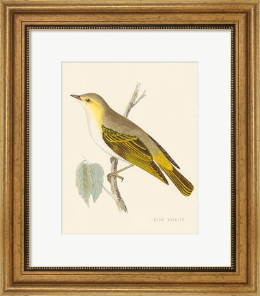 Framed Engraved Birds III Print