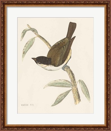 Framed Engraved Birds II Print