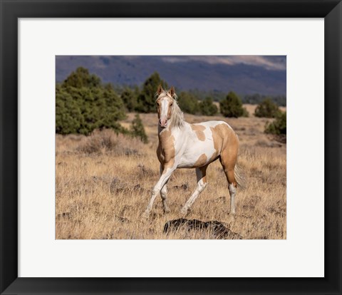 Framed Curious Colt Print