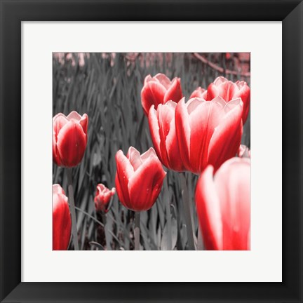 Framed Red Tulips I Print