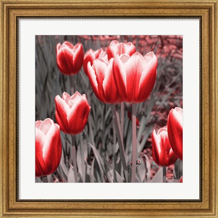 Framed Red Tulips II Print