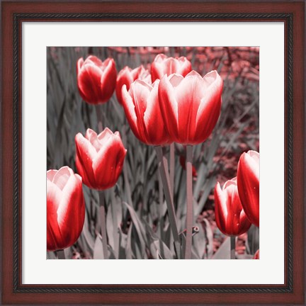 Framed Red Tulips II Print