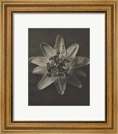 Framed Blossfeldt Flower I Print