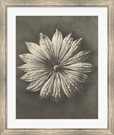 Framed Blossfeldt Flower II Print