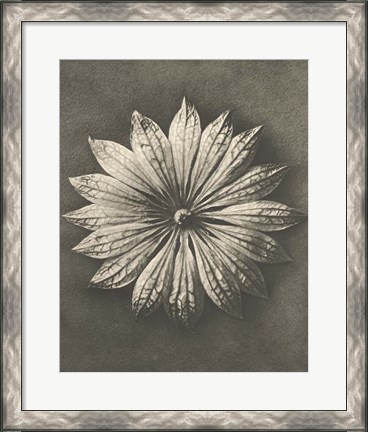 Framed Blossfeldt Flower II Print