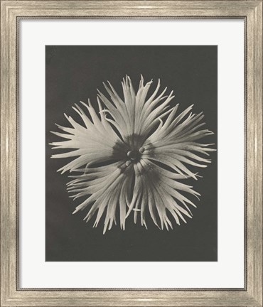 Framed Blossfeldt Flower IV Print