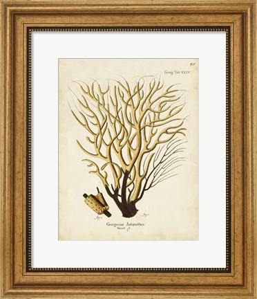 Framed Esper Sea Fans IV Print