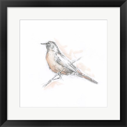 Framed Robin Bird Sketch II Print