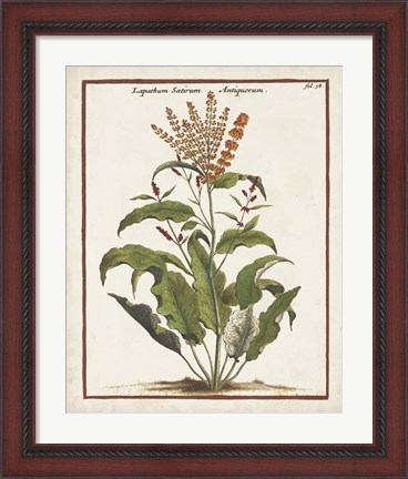 Framed Munting Botanicals I Print