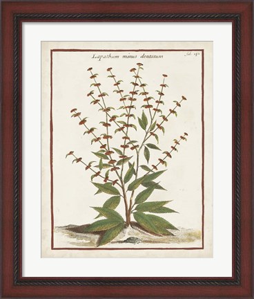 Framed Munting Botanicals III Print