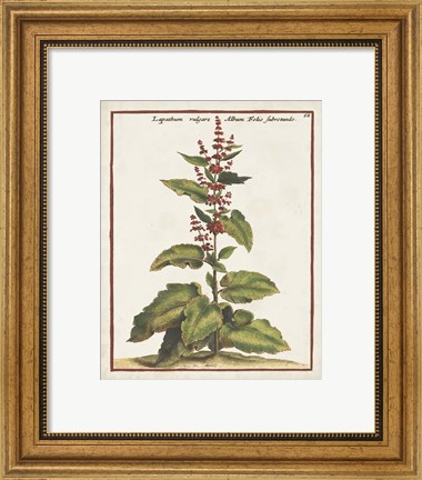 Framed Munting Botanicals IV Print