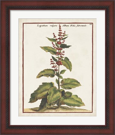 Framed Munting Botanicals IV Print