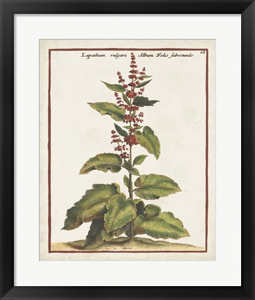 Framed Munting Botanicals IV Print