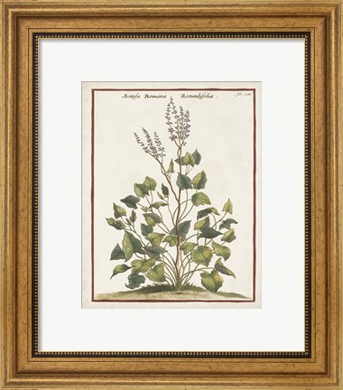 Framed Munting Botanicals V Print