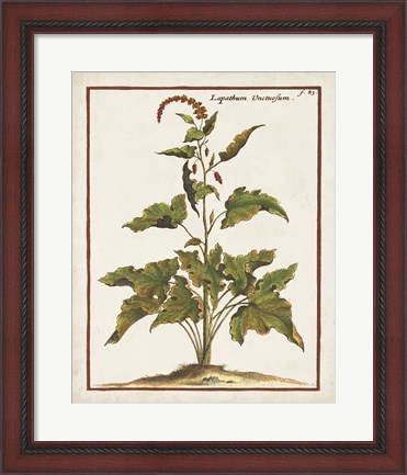 Framed Munting Botanicals VI Print