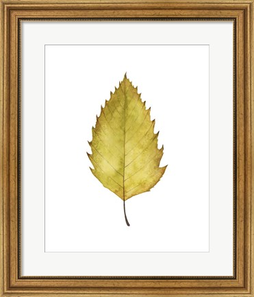 Framed Fall Leaf Study I Print