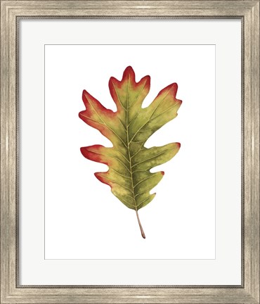 Framed Fall Leaf Study II Print