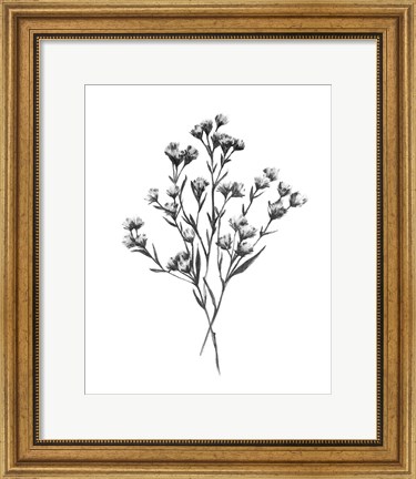 Framed Wild Thistle Bundle I Print