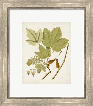 Framed Antique Leaves IV Print