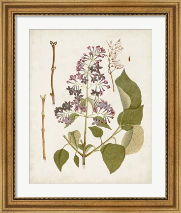 Framed Vintage Flowering Trees II Print