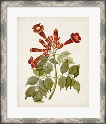 Framed Vintage Flowering Trees VI Print