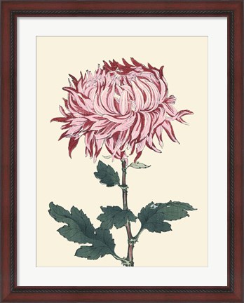 Framed Chrysanthemum Woodblock IV Print
