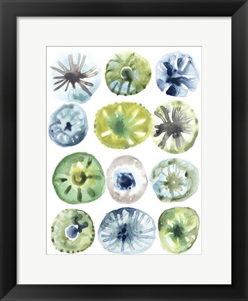 Framed Sea Urchin Assortment I Print