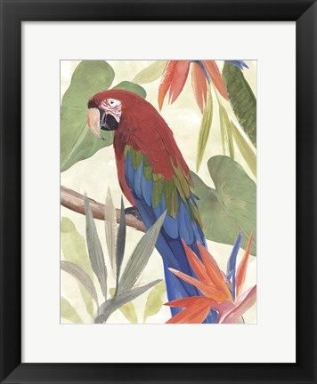 Framed Tropical Parrot Composition III Print