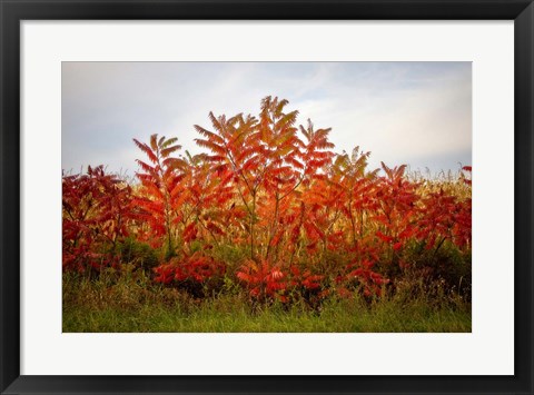 Framed Autumn Sumac Print