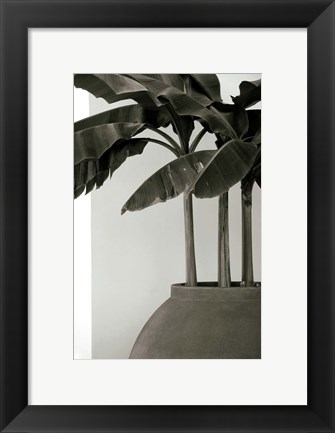 Framed Banana Trees Print