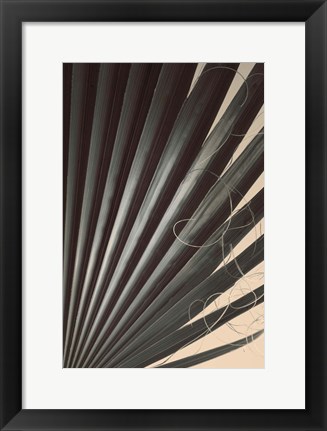 Framed Fan Palm Detail 2 Print