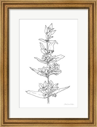 Framed Sketched Flowers Print