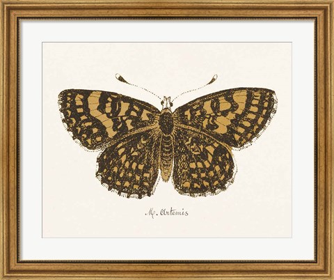 Framed Antique Butterfly II Print