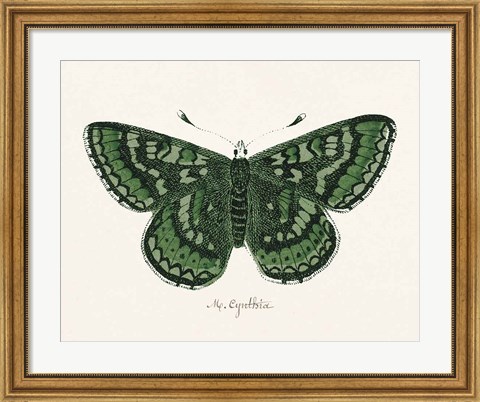 Framed Antique Butterfly I Print