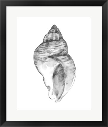 Framed Quiet Conch I Print