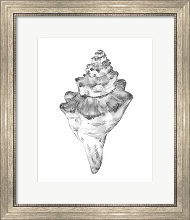 Framed Quiet Conch III Print