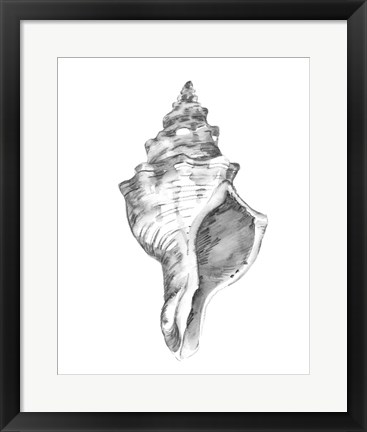 Framed Quiet Conch IV Print