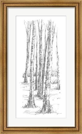 Framed Birch Tree Sketch II Print