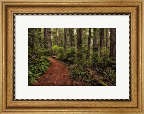 Framed Walk in the Woods II Print