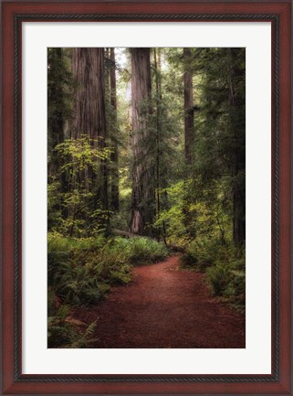 Framed Forest Path I Print