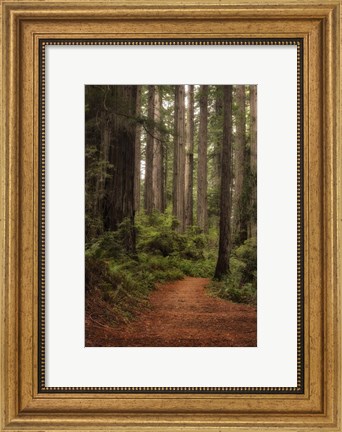 Framed Forest Path II Print