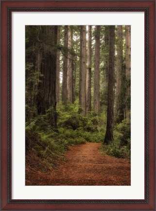 Framed Forest Path II Print