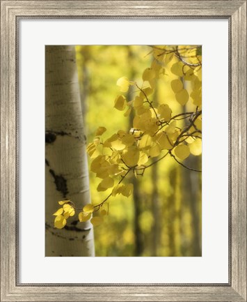 Framed Aspen Highlights Print