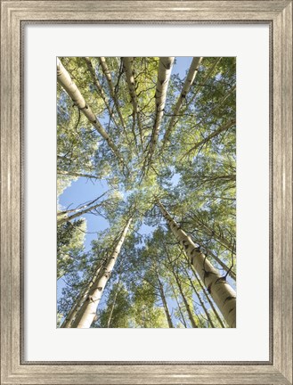 Framed Looking Up Print